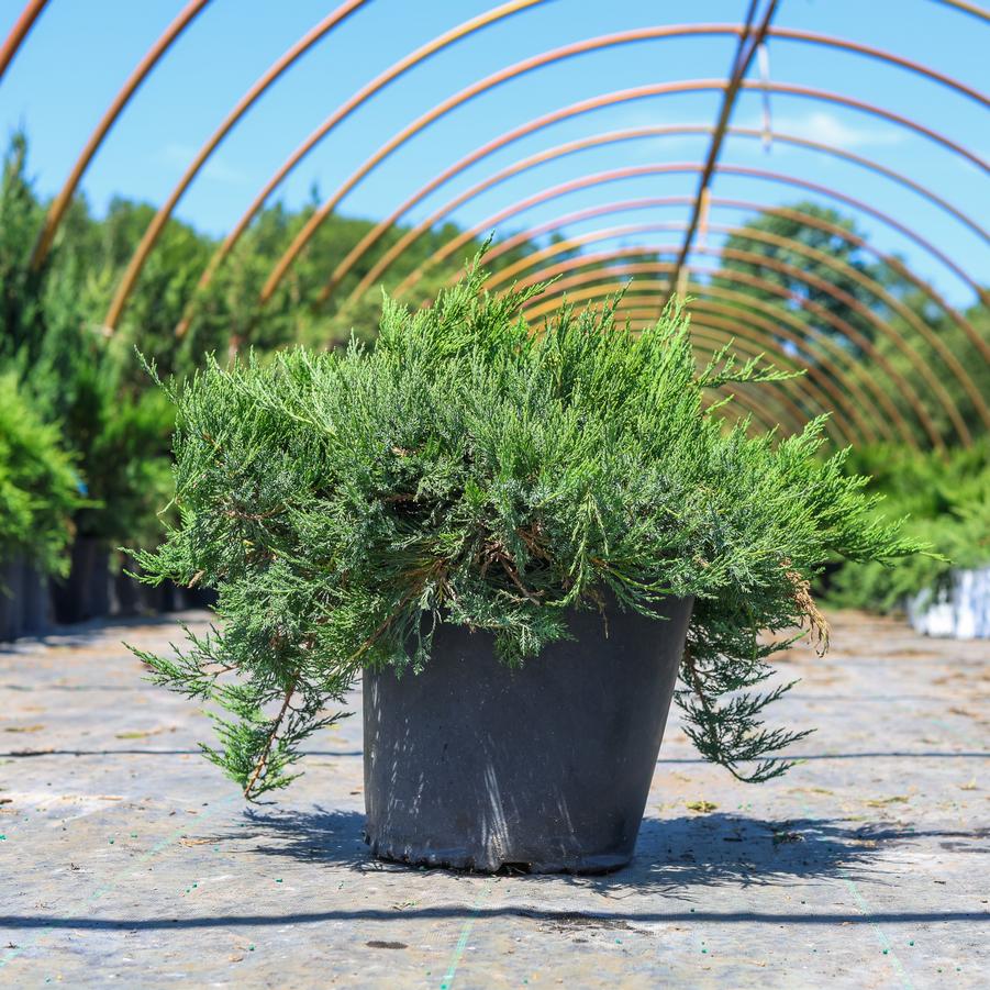 Juniperus sabina 'Broadmoor' - Juniper from Great Lakes Landscape Supply