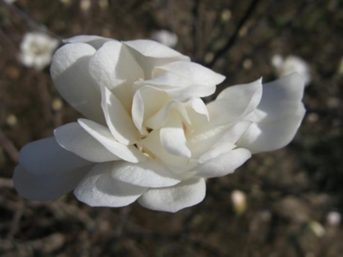 Magnolia stellata 