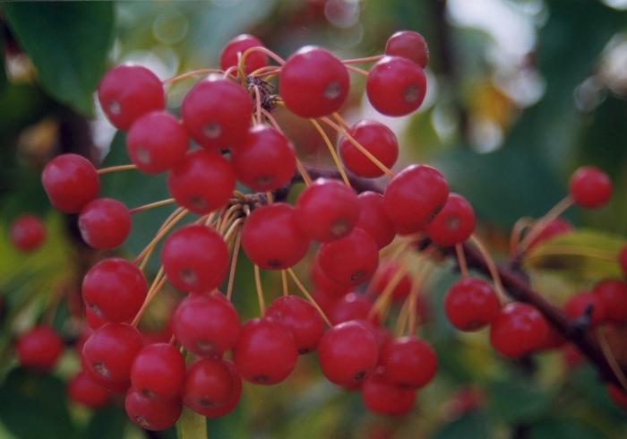 Malus Red Jewel&trade;