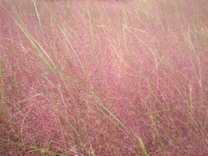 Muhlenbergia capillaris 
