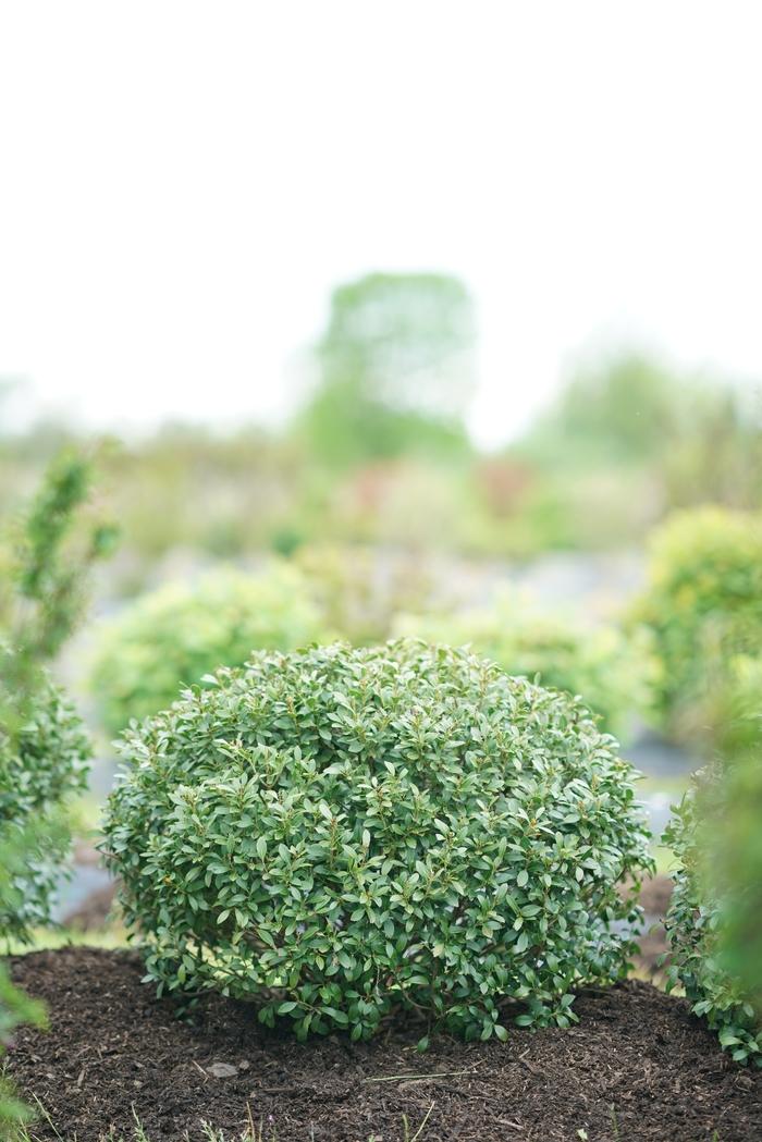 Ilex glabra Strongbox&reg;