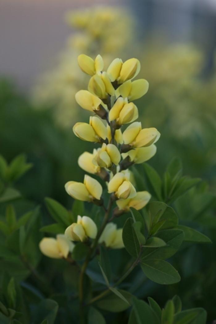 Baptisia Decadence&reg; Lemon Meringue