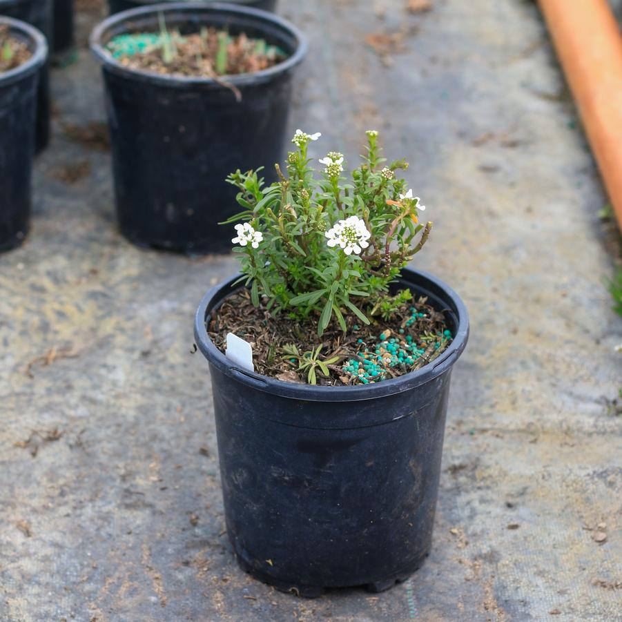 Iberis sempervirens 'Purity' - Candytuft from Great Lakes Landscape Supply