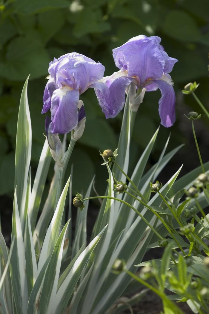 Iris pallida Variegata