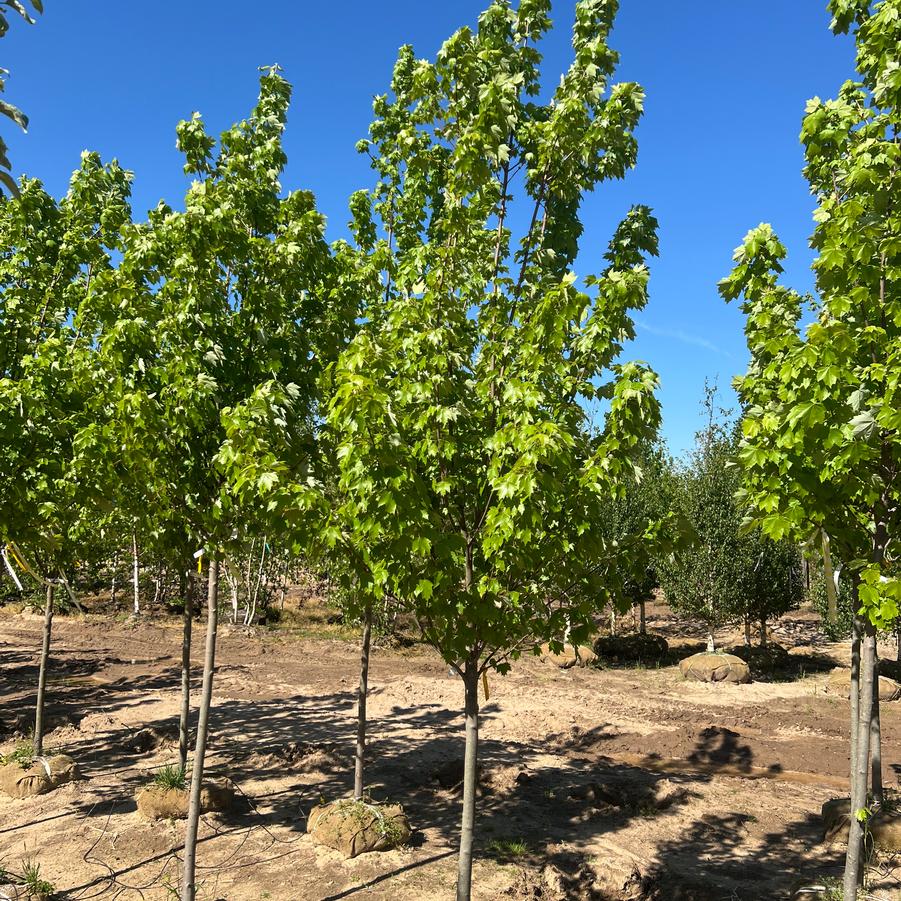 Acer rubrum - Red Maple from Great Lakes Landscape Supply