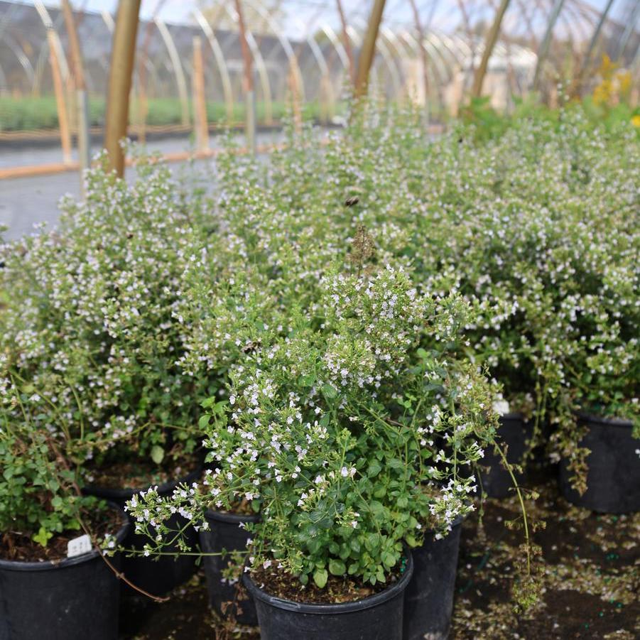 Calamintha nepeta 'Montrose White' - Montrose White Calamint from Great Lakes Landscape Supply