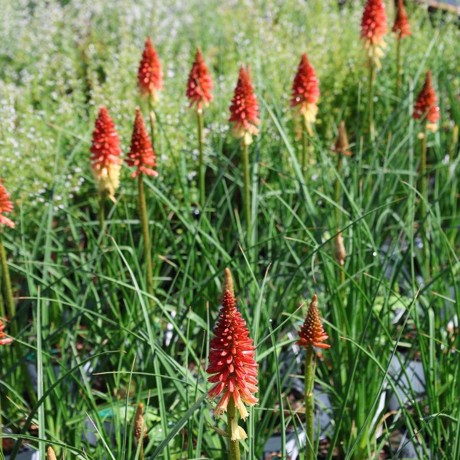 Kniphofia Pyromania® 'Rocket's Red Glare' - Red Hot Poker from Great Lakes Landscape Supply