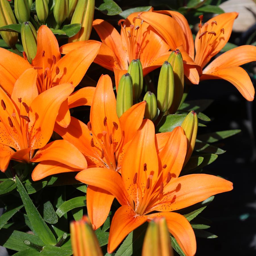 Lilium 'Matrix Orange®' - Asiatic Lily from Great Lakes Landscape Supply