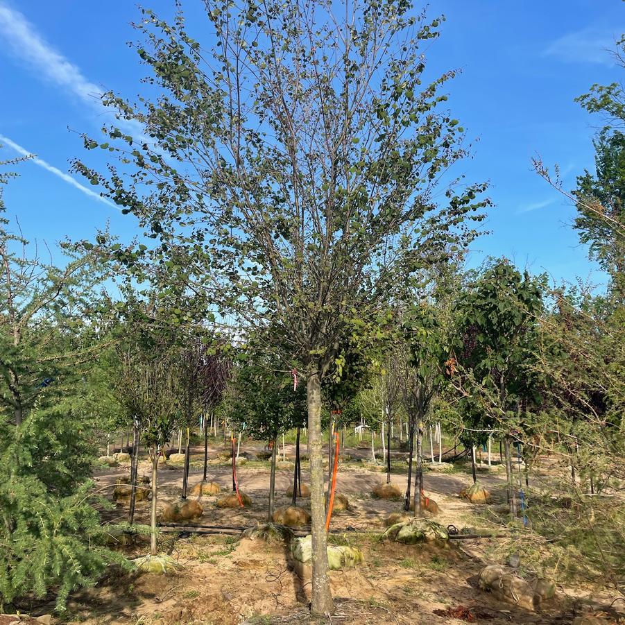 Cercidiphyllum japonicum - Katsura Tree from Great Lakes Landscape Supply