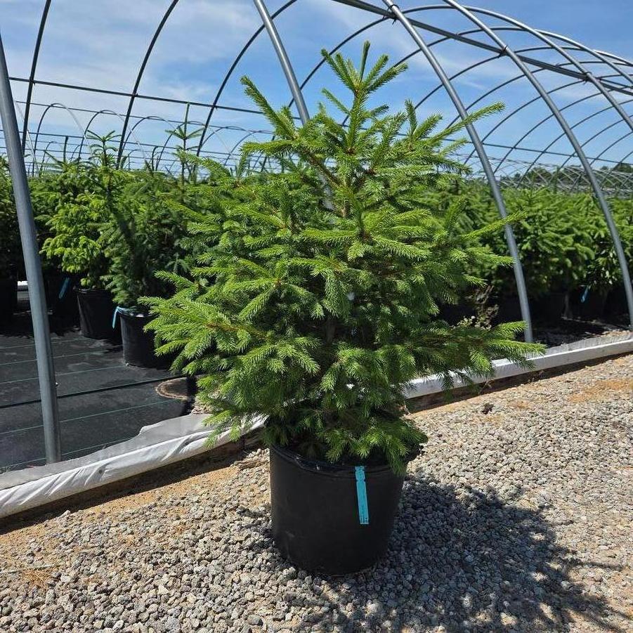 Picea abies - Norway Spruce from Great Lakes Landscape Supply