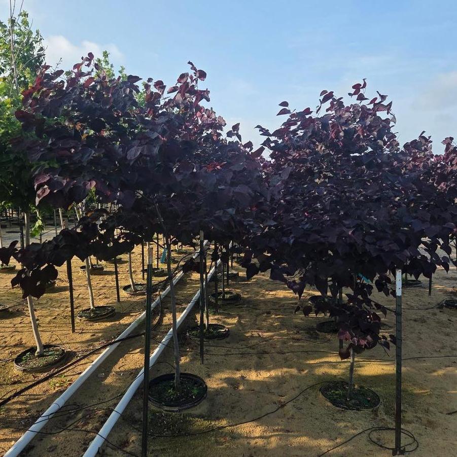 Cercis canadensis 'Forest Pansy' - Redbud from Great Lakes Landscape Supply