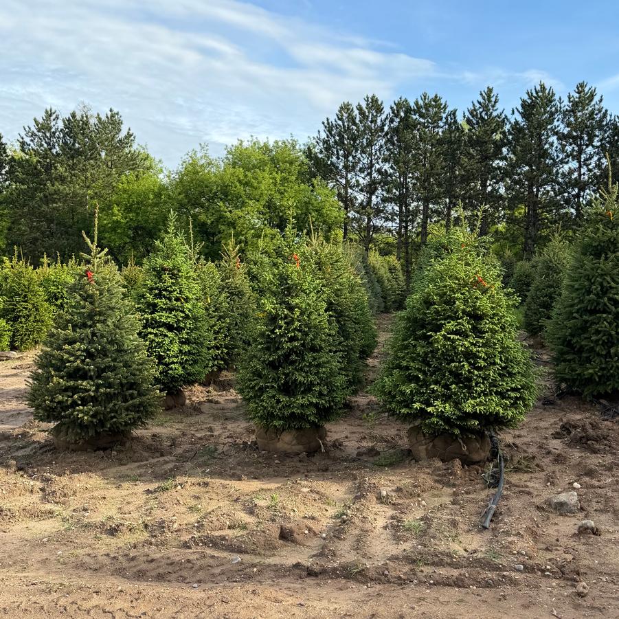 Picea glauca - White Spruce from Great Lakes Landscape Supply
