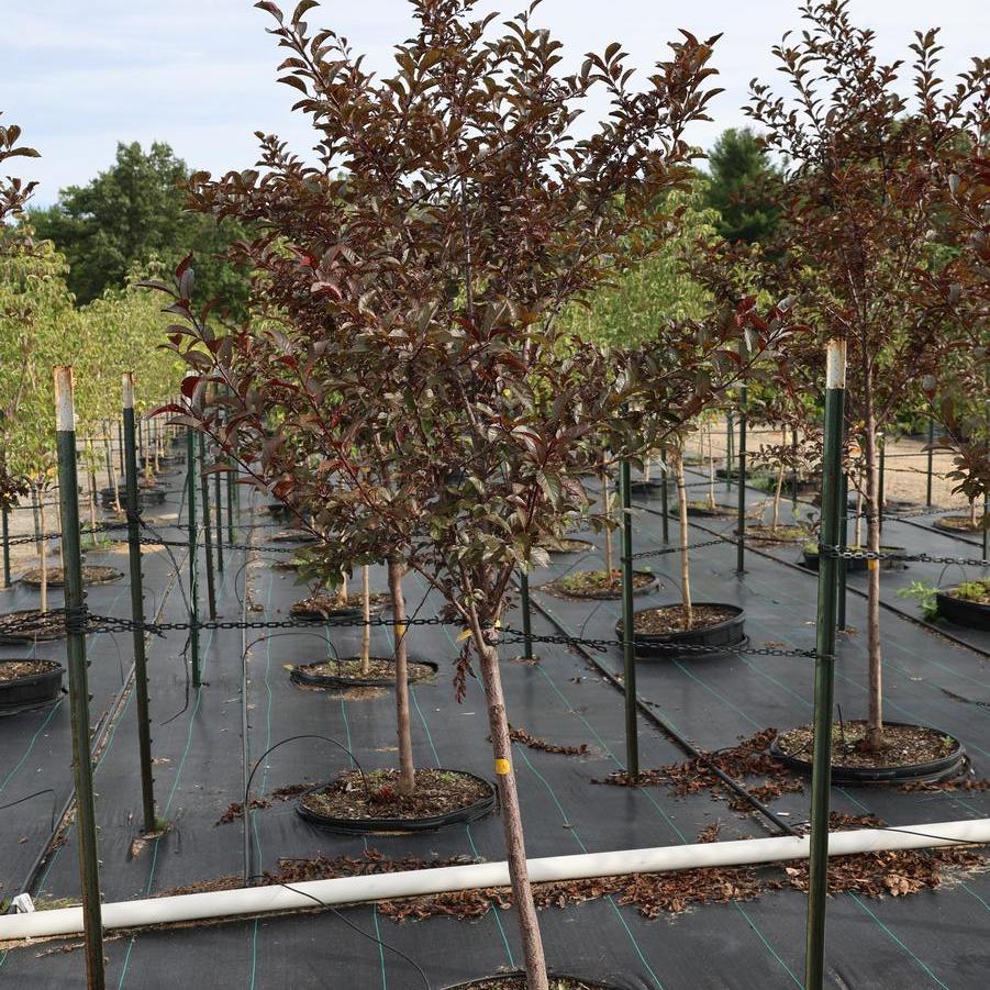 Prunus cerasifera 'Newport' - Newport Purple Leaf Plum from Great Lakes Landscape Supply
