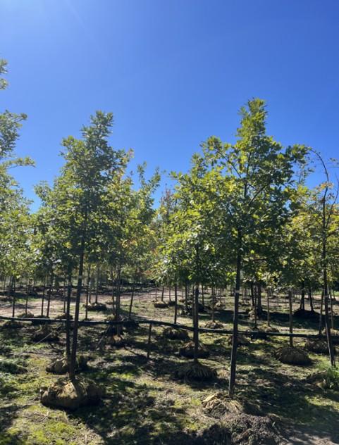 Quercus alba 2'' - White Oak from Great Lakes Landscape Supply