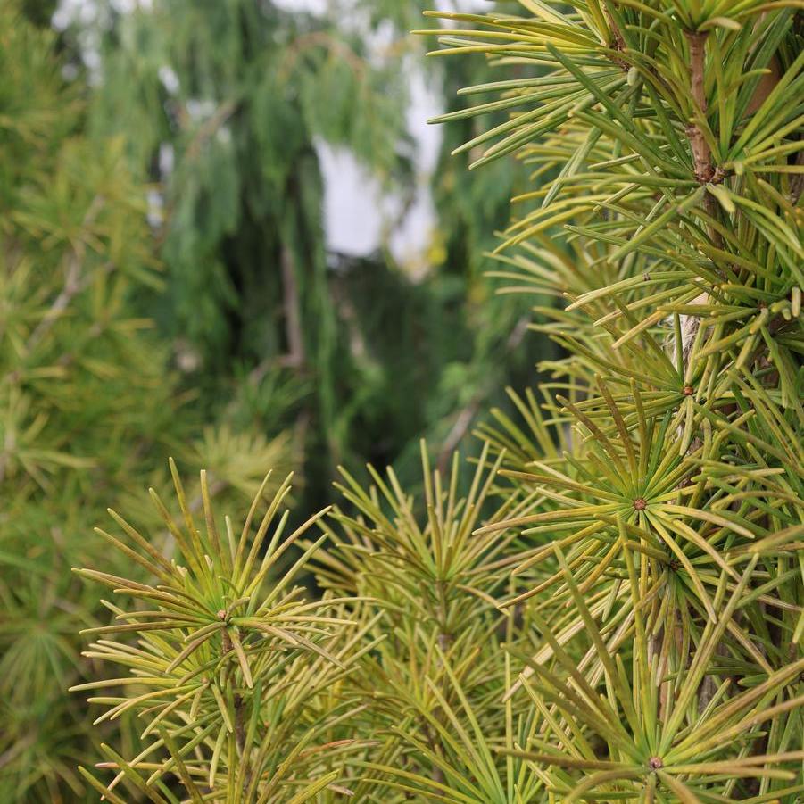 Sciadopitys verticillata - Japanese Umbrella Pine from Great Lakes Landscape Supply