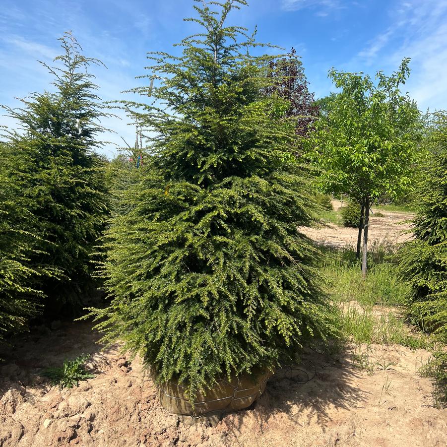 Tsuga canadensis - Canadian Hemlock from Great Lakes Landscape Supply