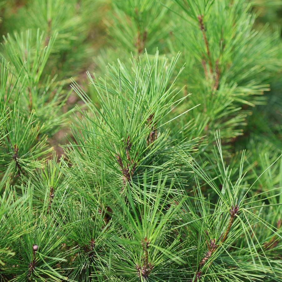Pinus densiflora 'Umbraculifera (Tanyosho)' - Japanese Red Pine from Great Lakes Landscape Supply