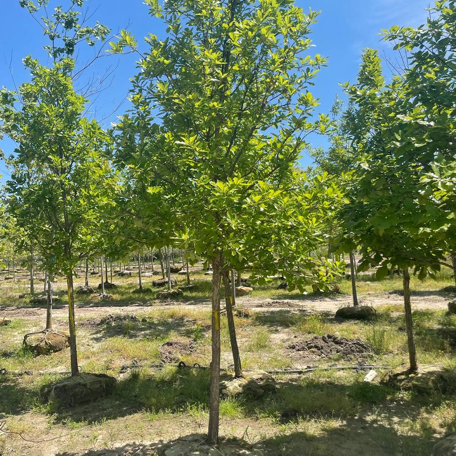 Quercus bicolor - Swamp White Oak from Great Lakes Landscape Supply