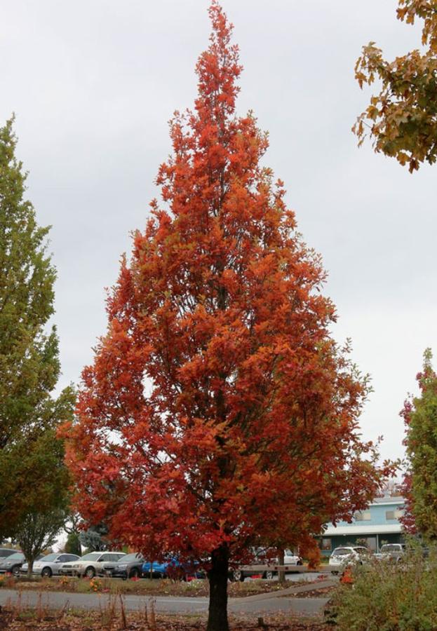 Quercus robur x alba 'Streetspire®' - Oak from Great Lakes Landscape Supply