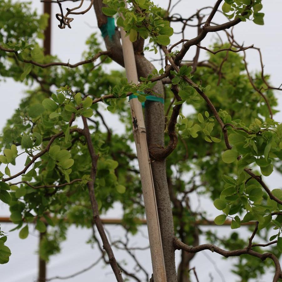 Robinia pseudoacacia 'Twisty Baby™' - Black Locust from Great Lakes Landscape Supply