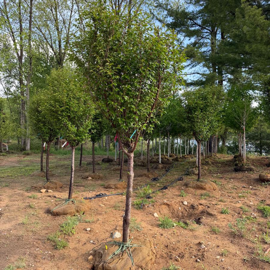 Prunus 'First Blush®' - Flowering Cherry from Great Lakes Landscape Supply