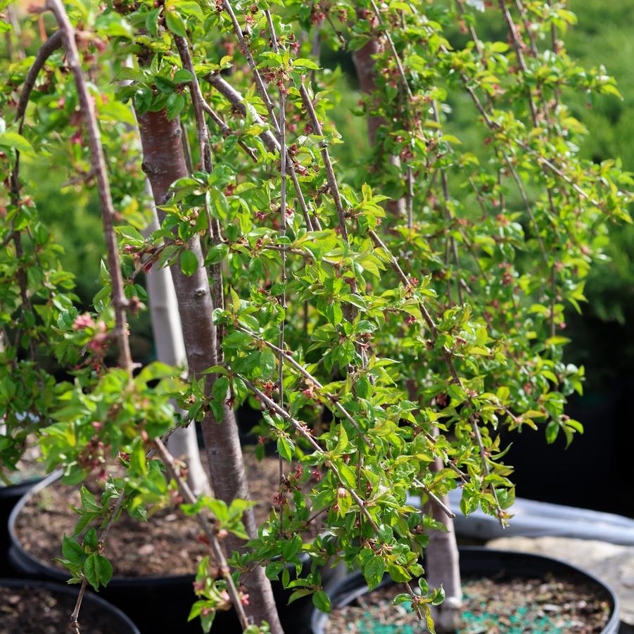 Prunus 'Snow Fountains®' - Weeping Cherry from Great Lakes Landscape Supply