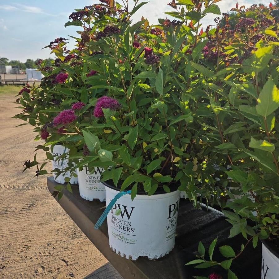Spiraea Double Play 'Doozie®' - Spirea from Great Lakes Landscape Supply