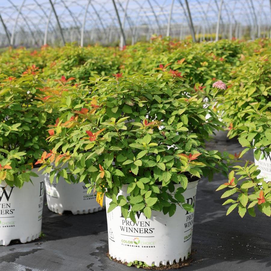 Spiraea Double Play 'Big Bang?' - Spirea from Great Lakes Landscape Supply