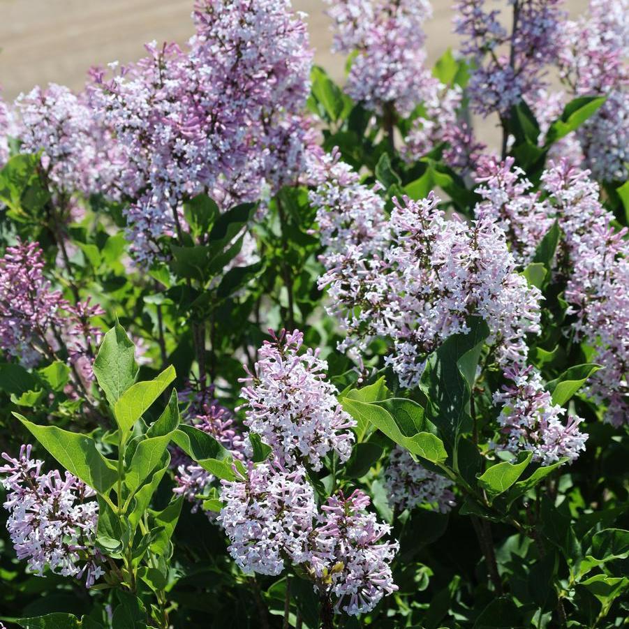 Syringa pubescens ssp. patula 'Miss Kim' - Lilac from Great Lakes Landscape Supply