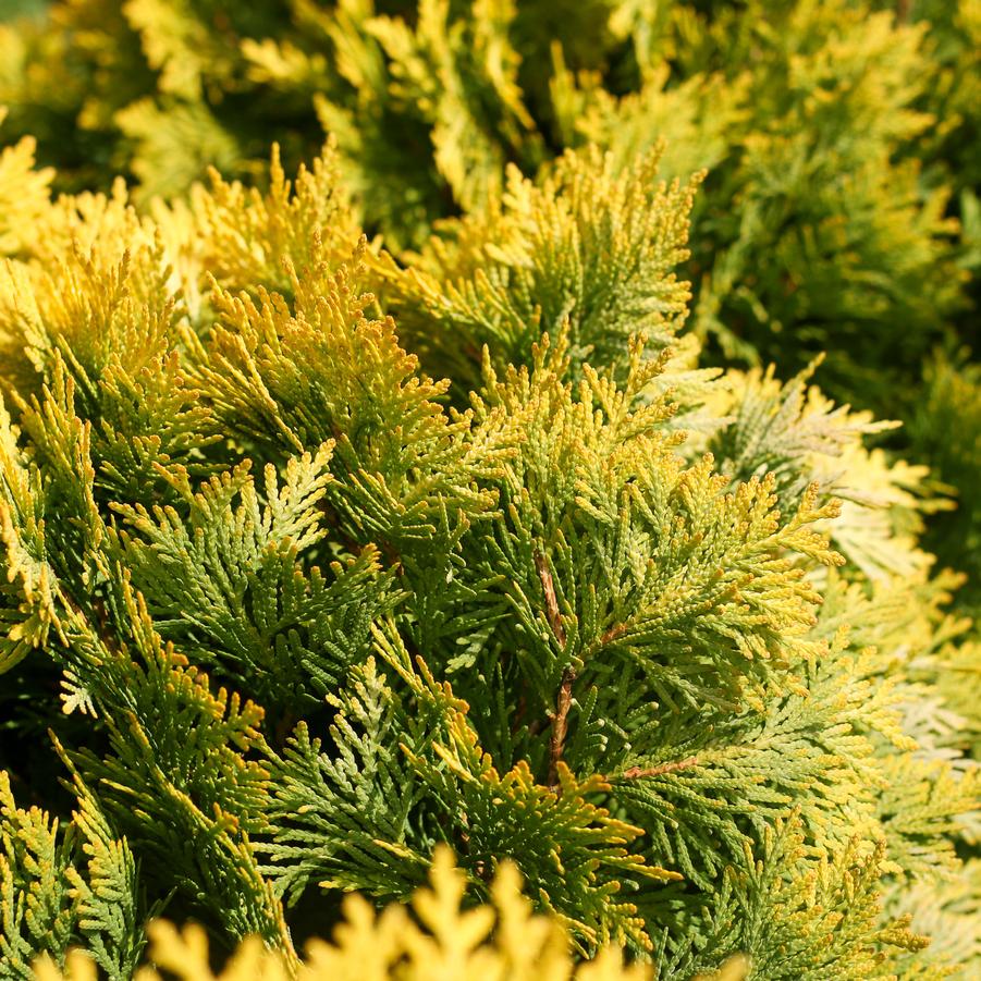Thuja occidentalis 'Autumn Moon' - Arborvitae from Great Lakes Landscape Supply