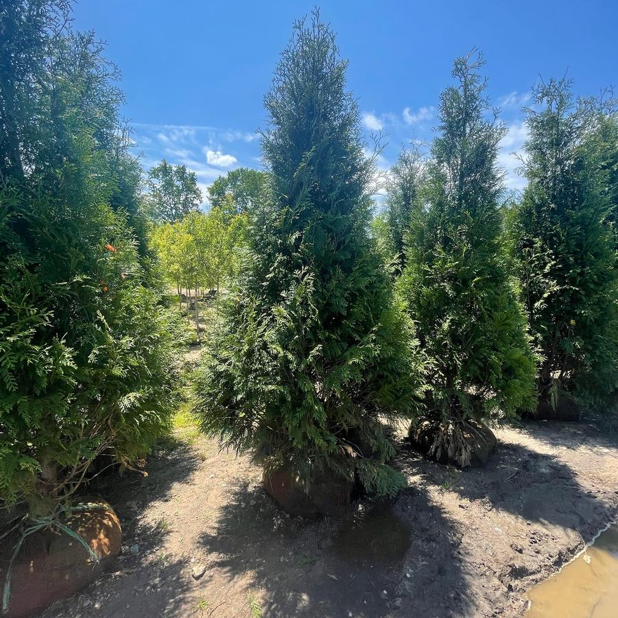 Thuja occidentalis 'Hetz Wintergreen' - Arborvitae from Great Lakes Landscape Supply