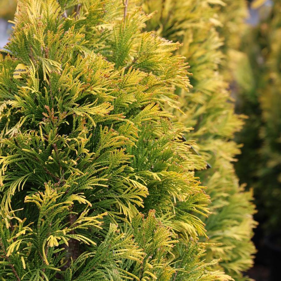 Thuja plicata 'Forever Goldy™' - Giant Arborvitae from Great Lakes Landscape Supply