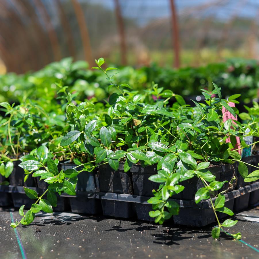 Vinca minor 'Bowles' - Bowles Myrtle from Great Lakes Landscape Supply