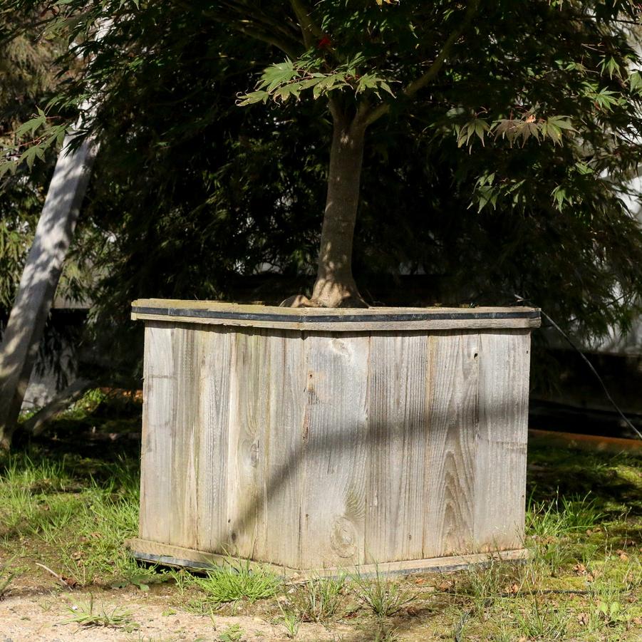 Acer palmatum Sherwood Flame