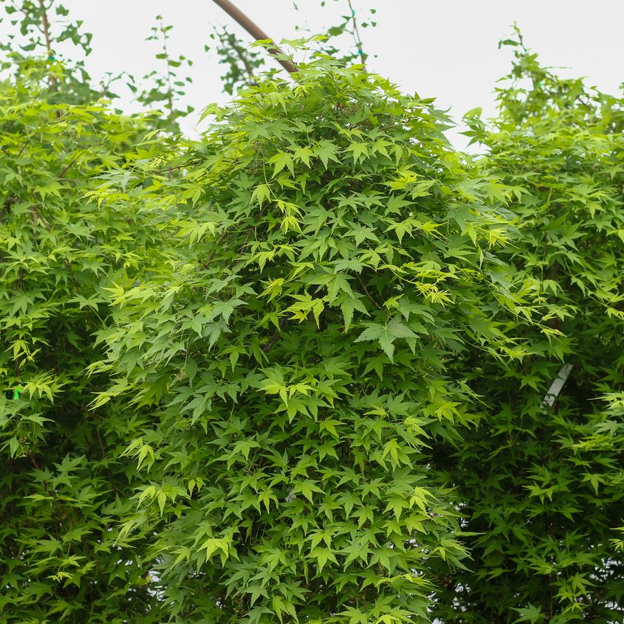 Acer palmatum Ryusen