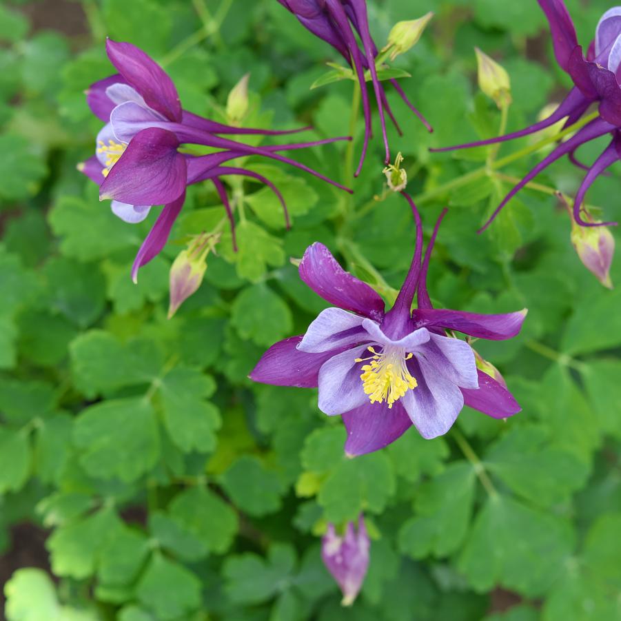 Aquilegia caerulea Earlybird™ 'Purple Blue' - Columbine from Great Lakes Landscape Supply