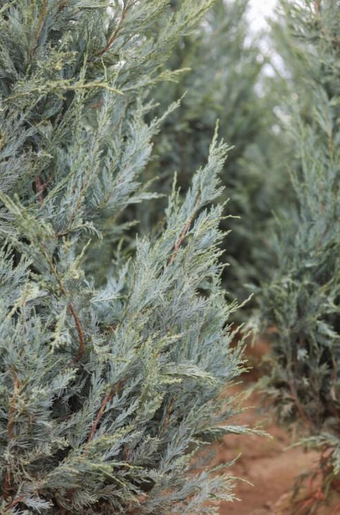 Juniperus scopulorum 'Wichita Blue' - Juniper from Great Lakes Landscape Supply
