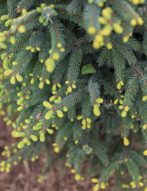Picea mariana 'Aureovariegata' - Black Spruce from Great Lakes Landscape Supply