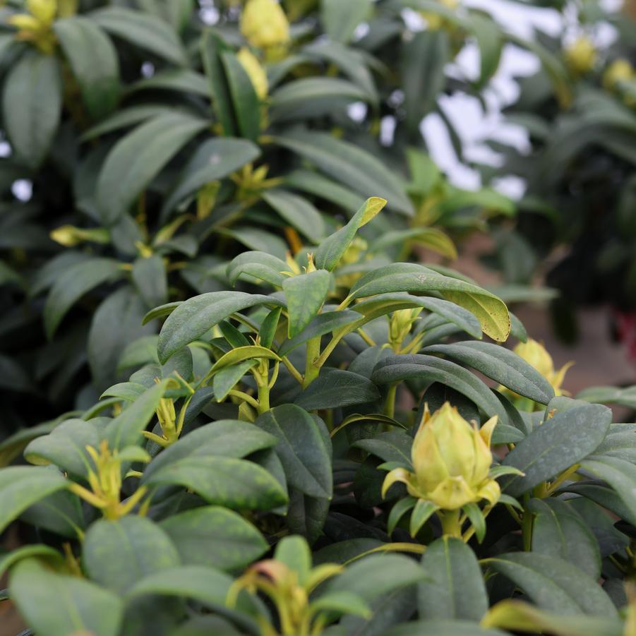 Rhododendron 'Purple Passion' - Rhododendron from Great Lakes Landscape Supply