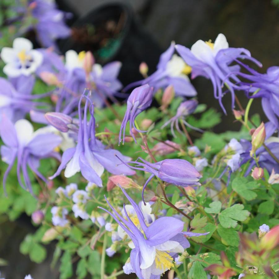 Aquilegia caerulea Kirigami™ 'Deep Blue and White' - Columbine from Great Lakes Landscape Supply