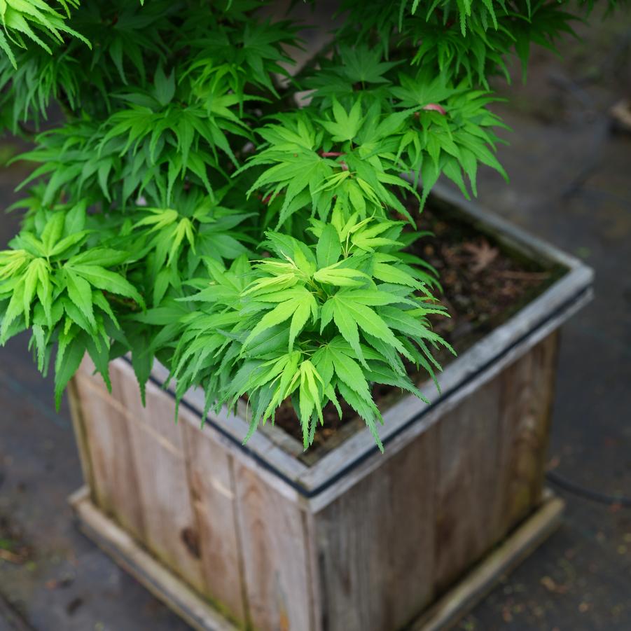 Acer palmatum 'Mikawa Yatsubusa' - Japanese Maple from Great Lakes Landscape Supply