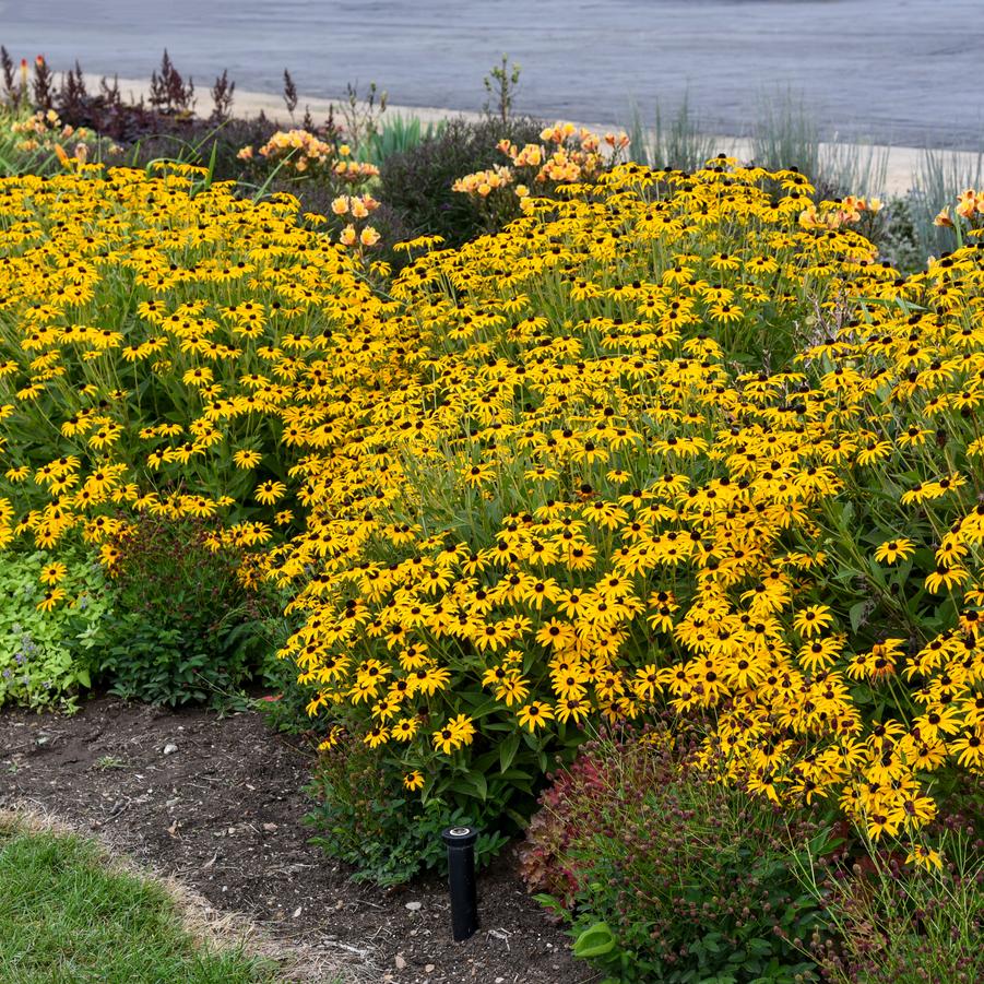 Rudbeckia 'Treasure Trove' - Black-Eyed Susan from Great Lakes Landscape Supply