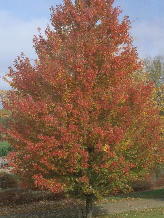 Acer rubrum 'Red Sunset®' - Red Maple from Great Lakes Landscape Supply