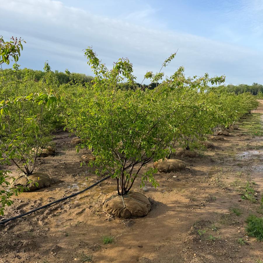 Amelanchier x grandiflora 'Autumn Brilliance™' - Serviceberry from Great Lakes Landscape Supply