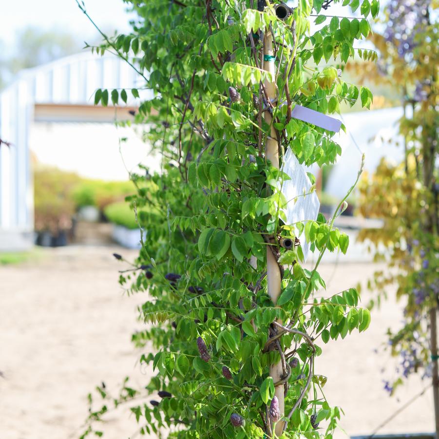 Wisteria sinensis 'Cooke's Purple™' - Wisteria from Great Lakes Landscape Supply