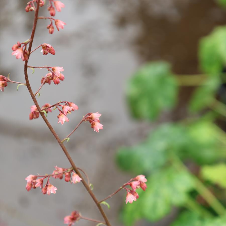 Heuchera 'Berry Timeless' - Coral Bells from Great Lakes Landscape Supply
