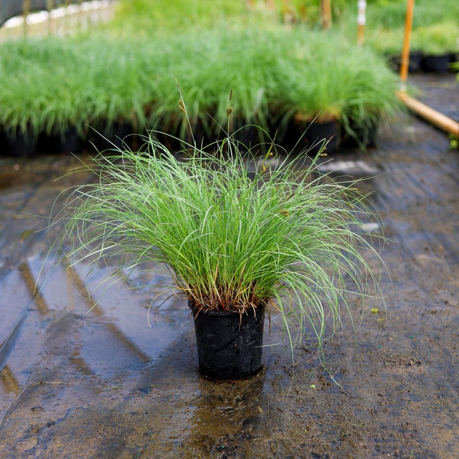 Carex glauca 'Blue Zinger' - Sedge from Great Lakes Landscape Supply