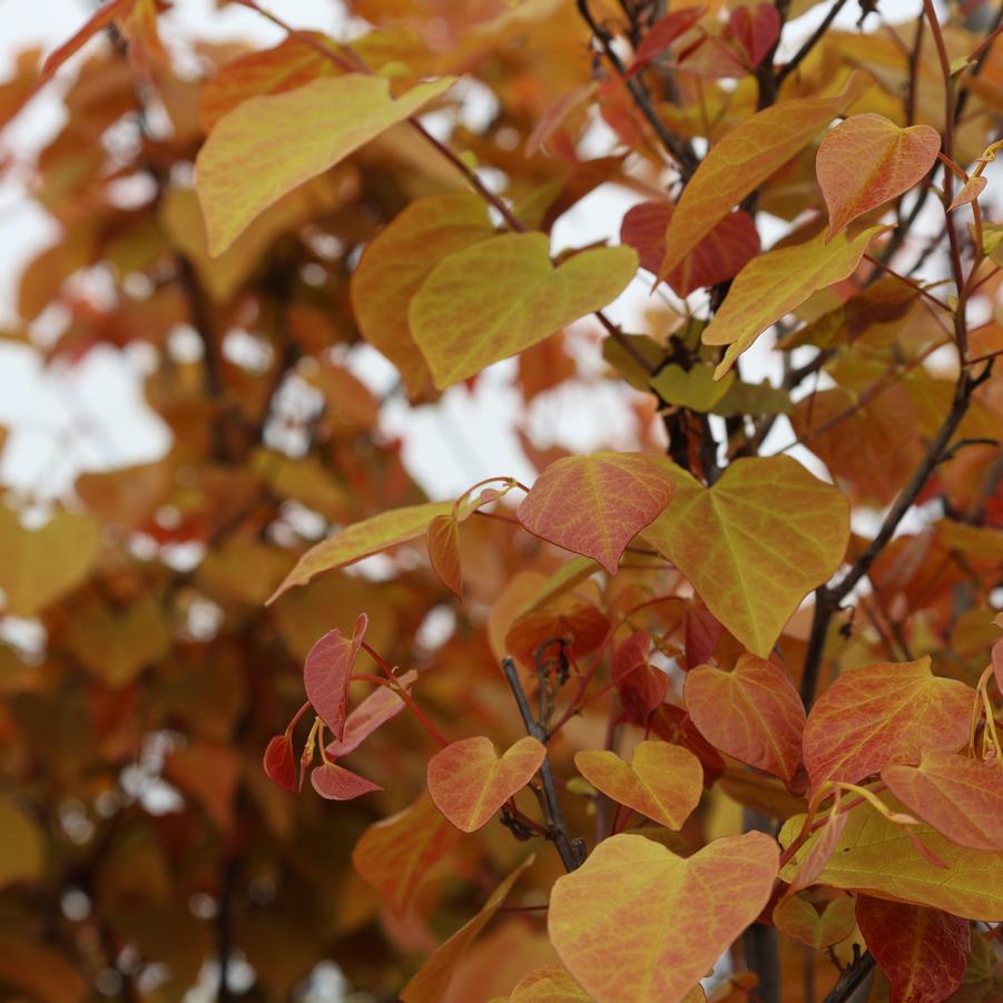Cercis canadensis 'Flame Thrower®' - Redbud from Great Lakes Landscape Supply