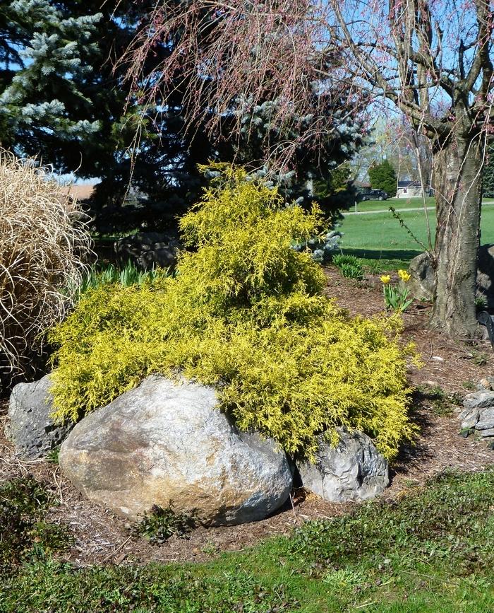 Chamaecyparis pisifera Mops