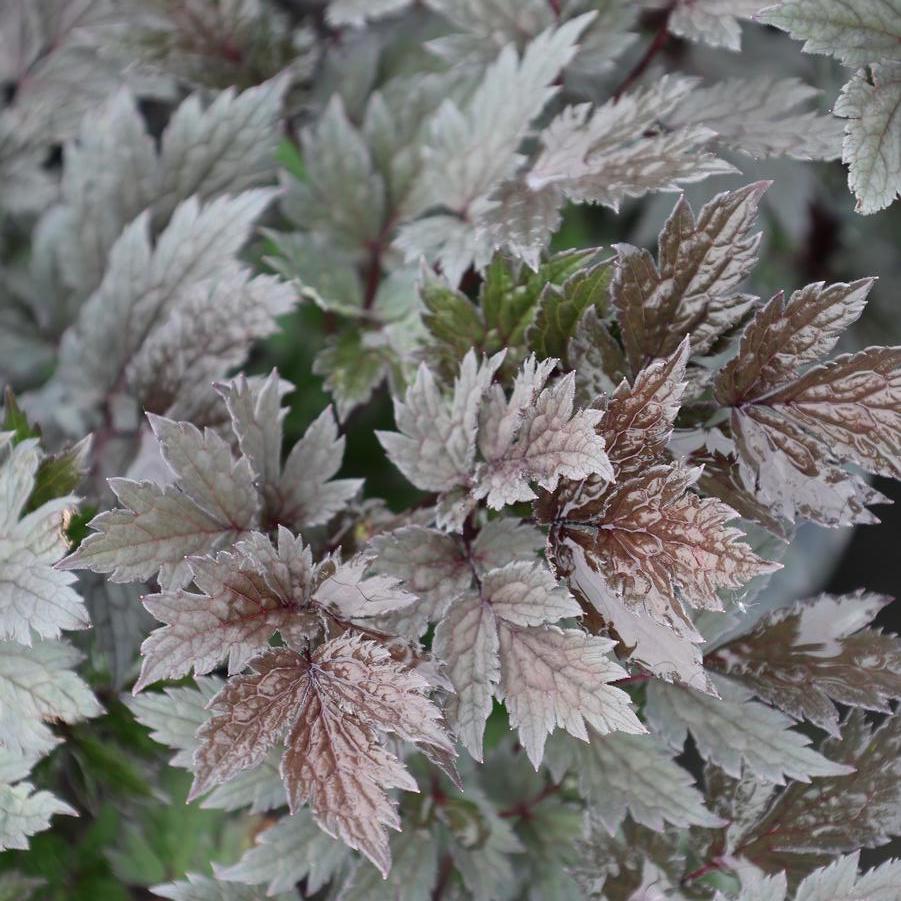 Cimicifuga ramosa 'Pink Spike' - Purple-leaf Bugbane from Great Lakes Landscape Supply